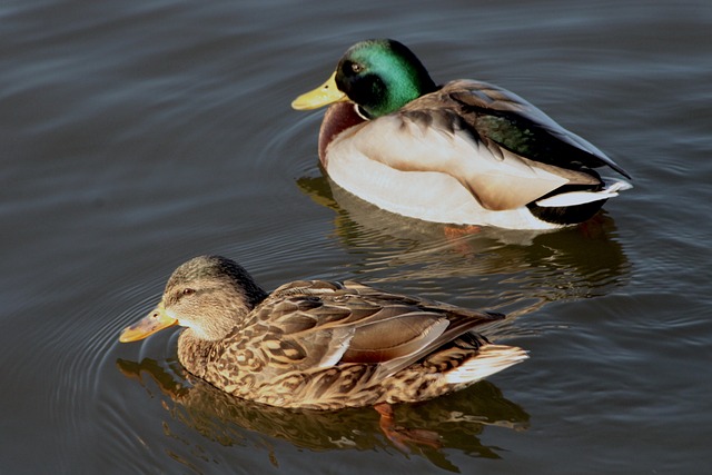 Brug af ordbøger og digitale hjælpemidler til krydsordsløsning