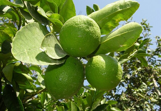 Citrontræets mange sundhedsfordelene – vidste du det?